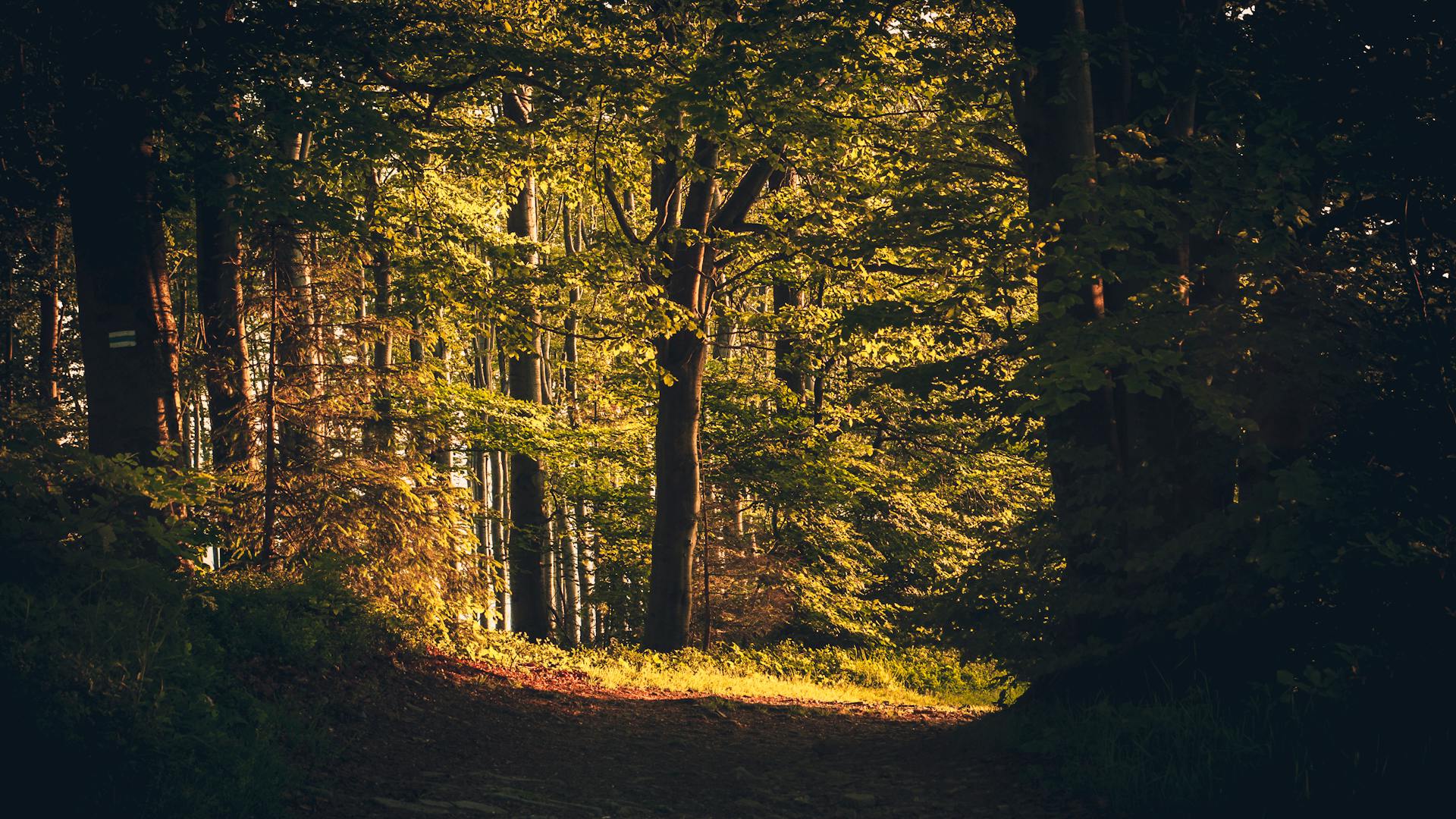 Co warto zobaczyć w Białowieży? - Sosnowa Polana Białowieża